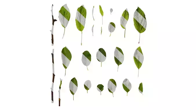 Anydrafts Malus sieboldii Leaf 01