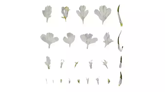 Anydrafts Scabiosa comosa Flower 03