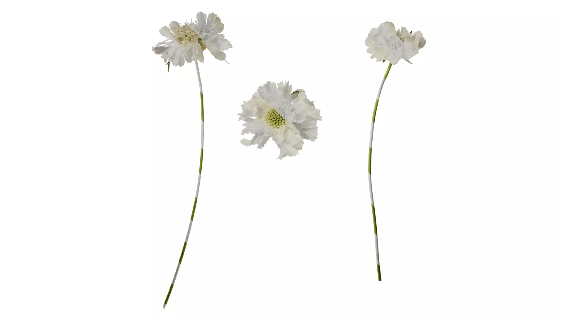 Anydrafts Scabiosa comosa Flower 04 Texture_0