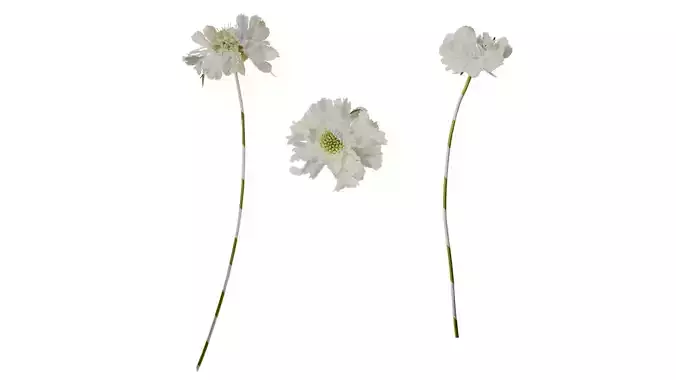 Anydrafts Scabiosa comosa Flower 04