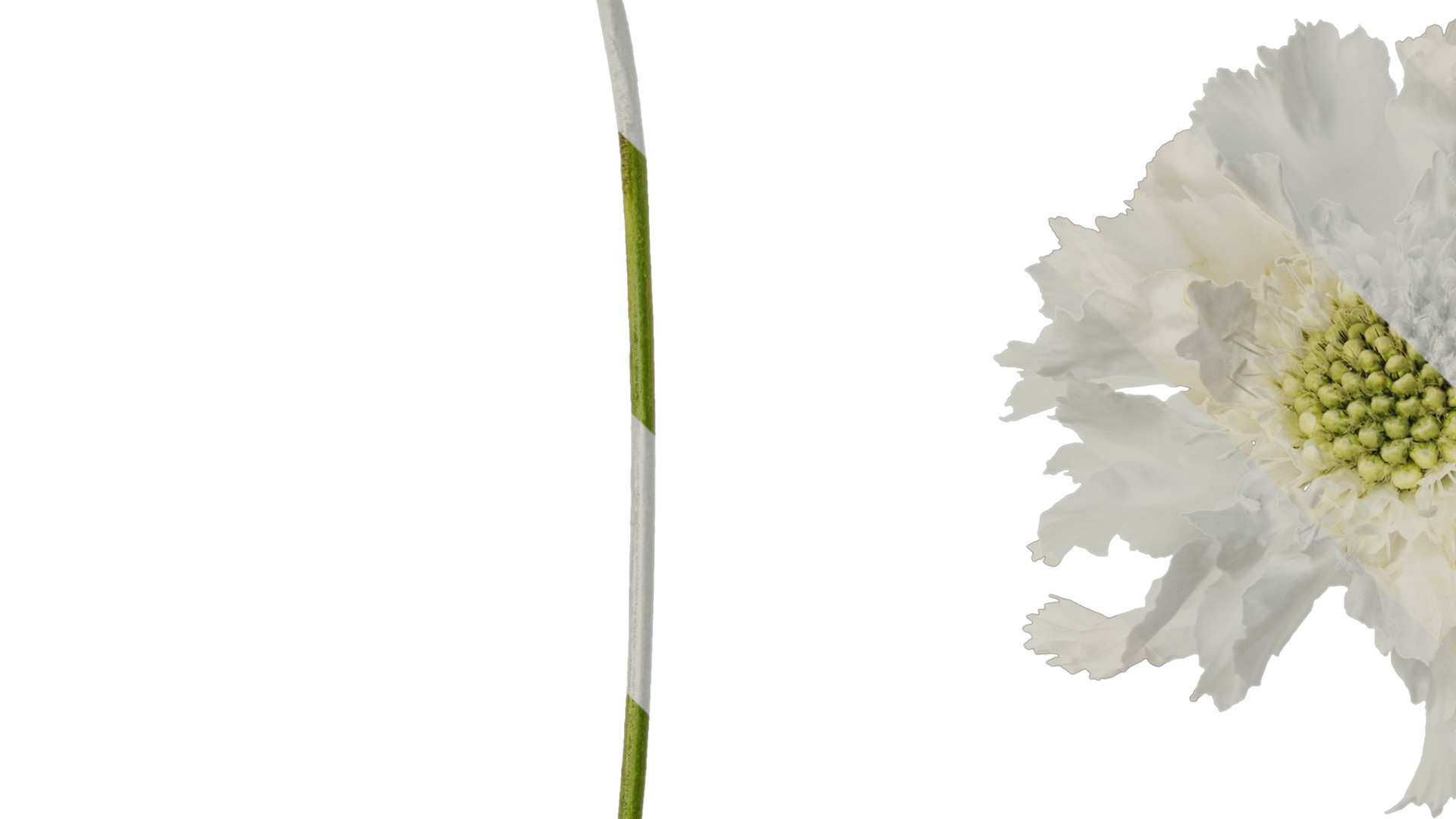 Anydrafts Scabiosa comosa Flower 04 Texture_3