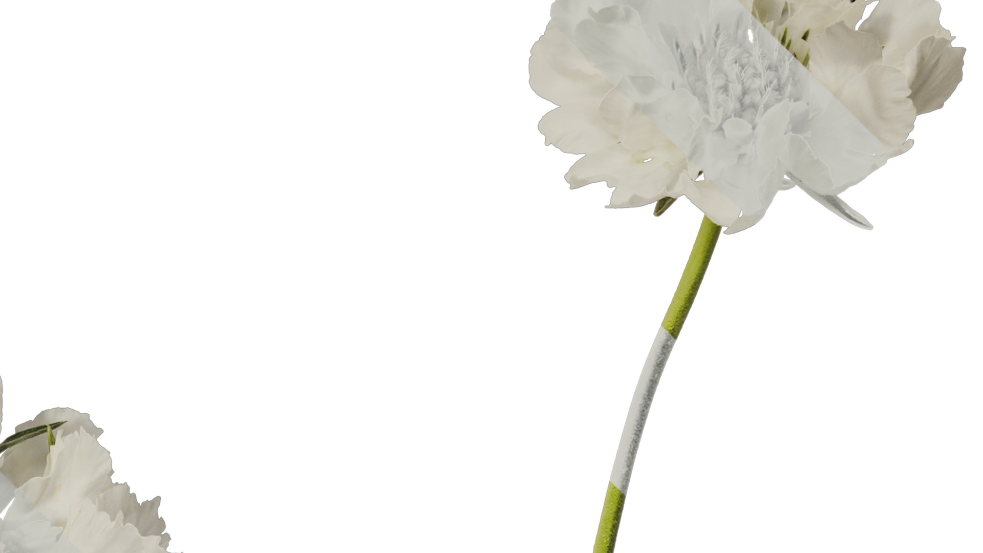 Anydrafts Scabiosa comosa Flower 04 Texture_2