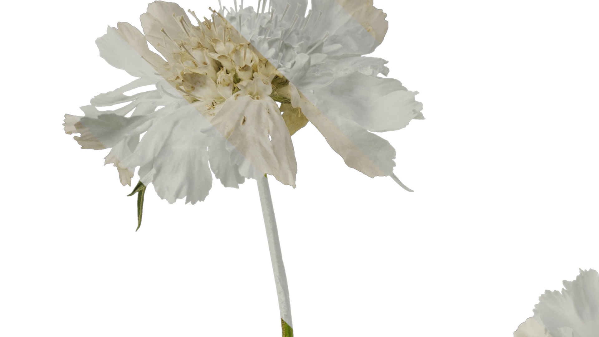 Anydrafts Scabiosa comosa Flower 04 Texture_1