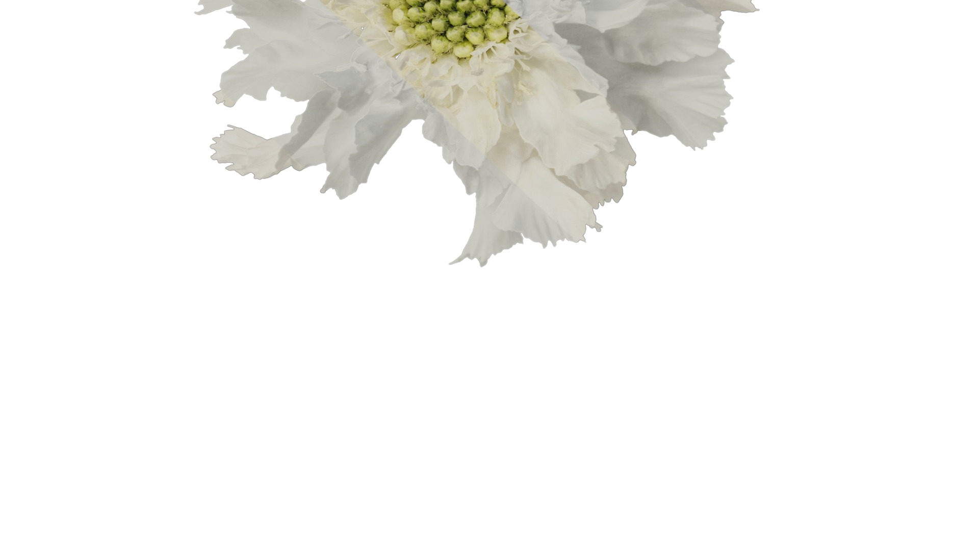 Anydrafts Scabiosa comosa Flower 04 Texture_7