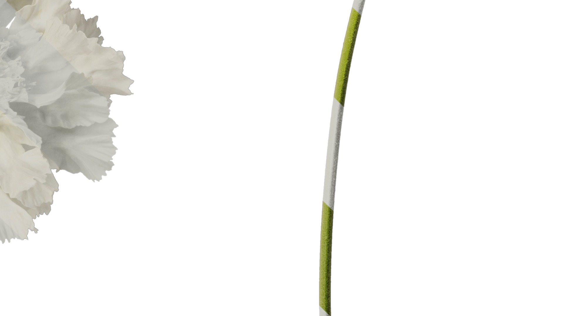 Anydrafts Scabiosa comosa Flower 04 Texture_4