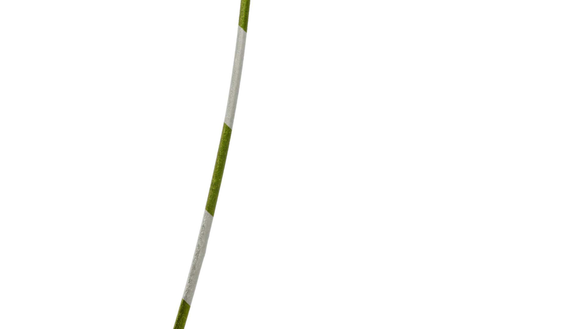 Anydrafts Scabiosa comosa Flower 04 Texture_5