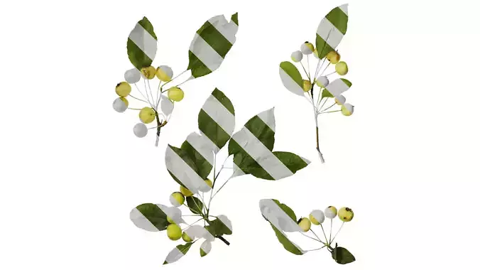 Anydrafts Malus spectabilis Atlas 01