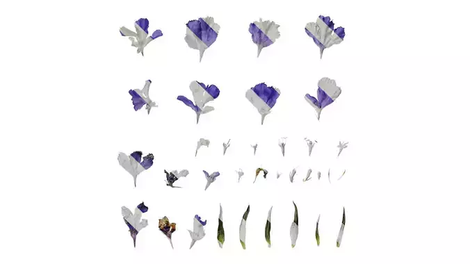 Anydrafts Scabiosa comosa Flower 05