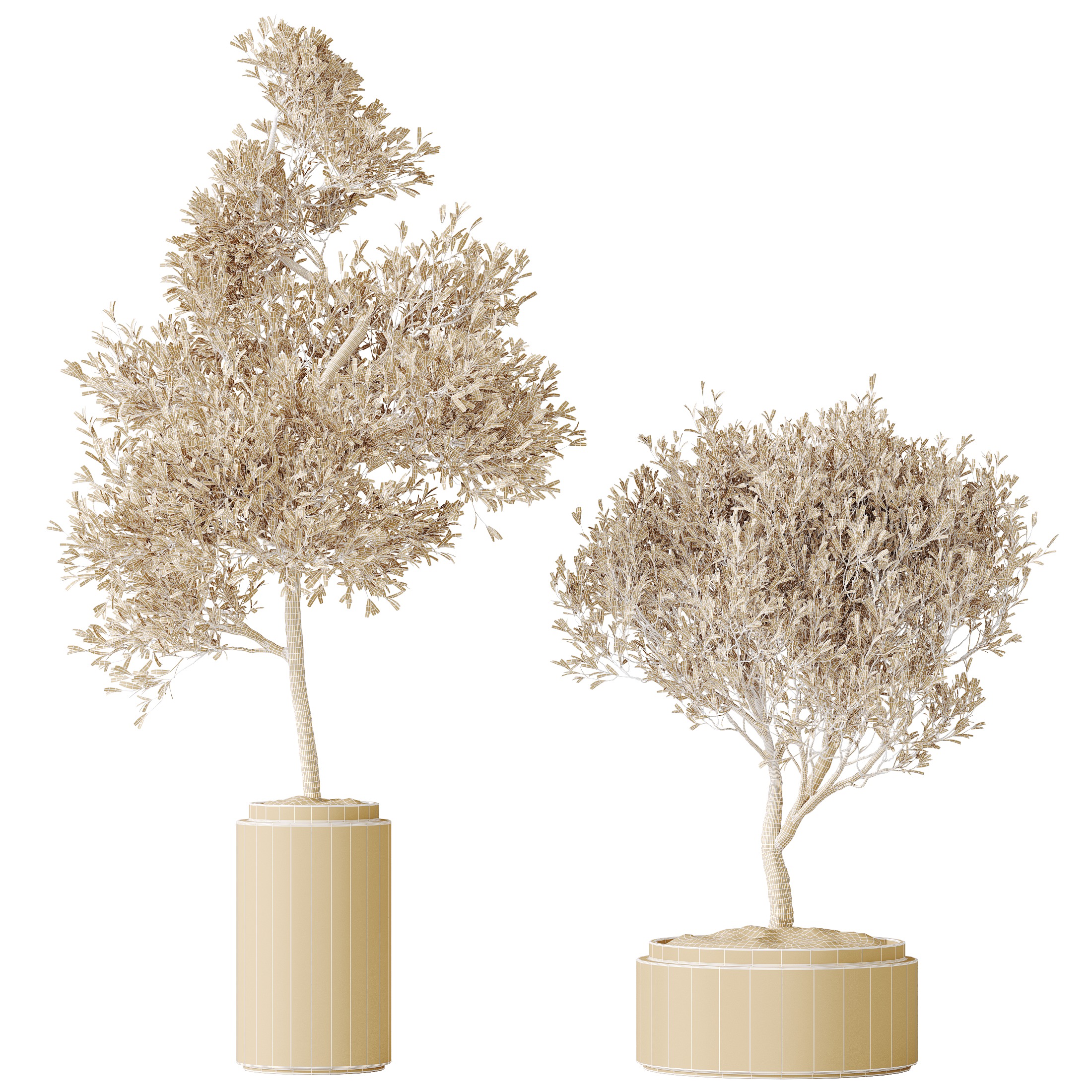 AV HousePlants Mission Kalamata Leccino Arbequina Olive Set43 3D model_7