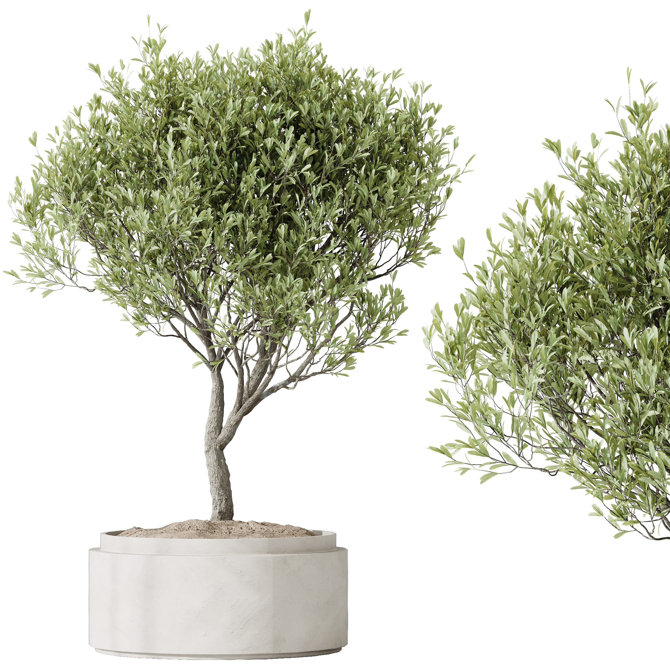 AV HousePlants Mission Kalamata Leccino Arbequina Olive Set43 3D model_2