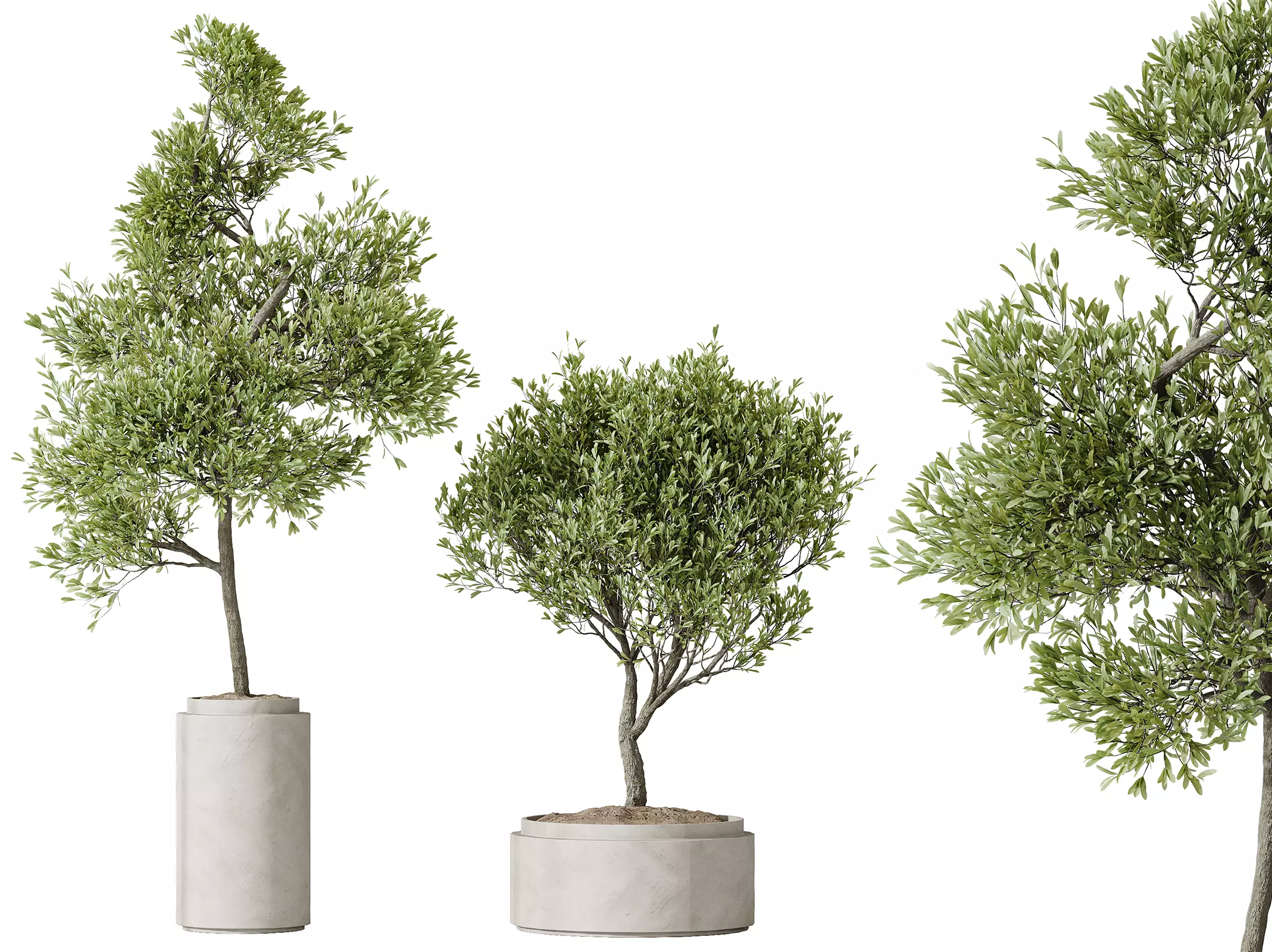 AV HousePlants Mission Kalamata Leccino Arbequina Olive Set43 3D model_0