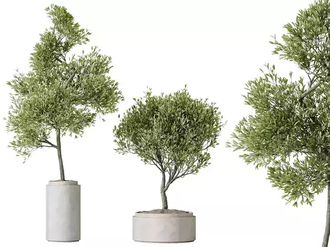 AV HousePlants Mission Kalamata Leccino Arbequina Olive Set43 3D model