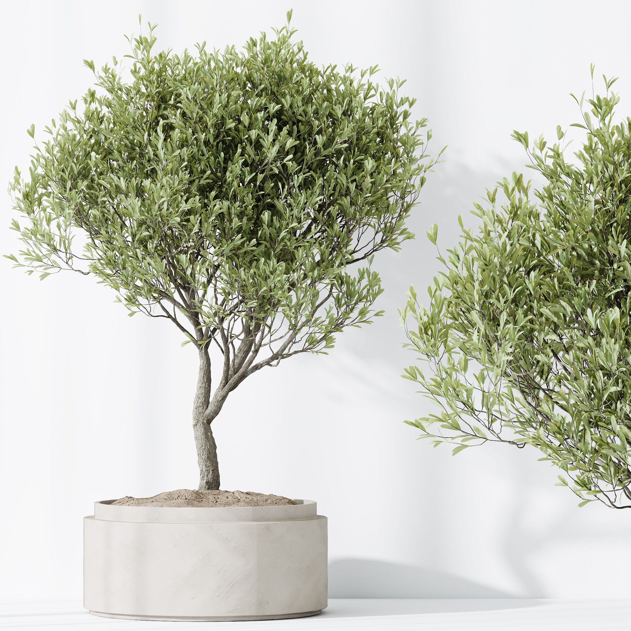 AV HousePlants Mission Kalamata Leccino Arbequina Olive Set43 3D model_5