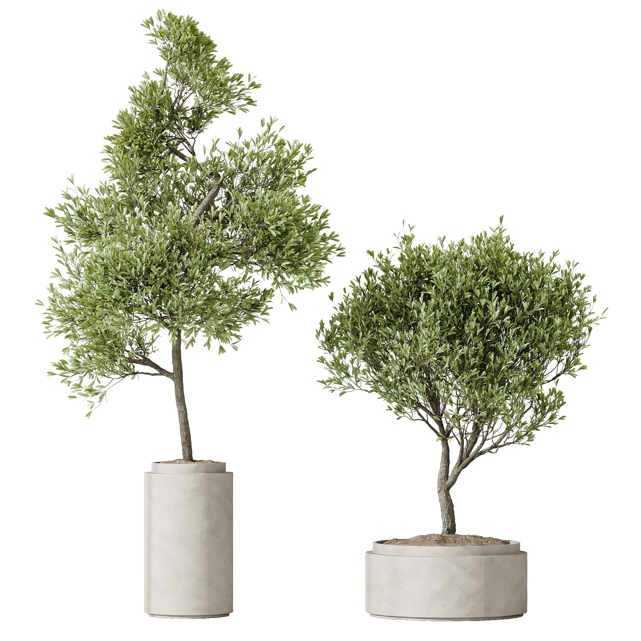 AV HousePlants Mission Kalamata Leccino Arbequina Olive Set43 3D model_6