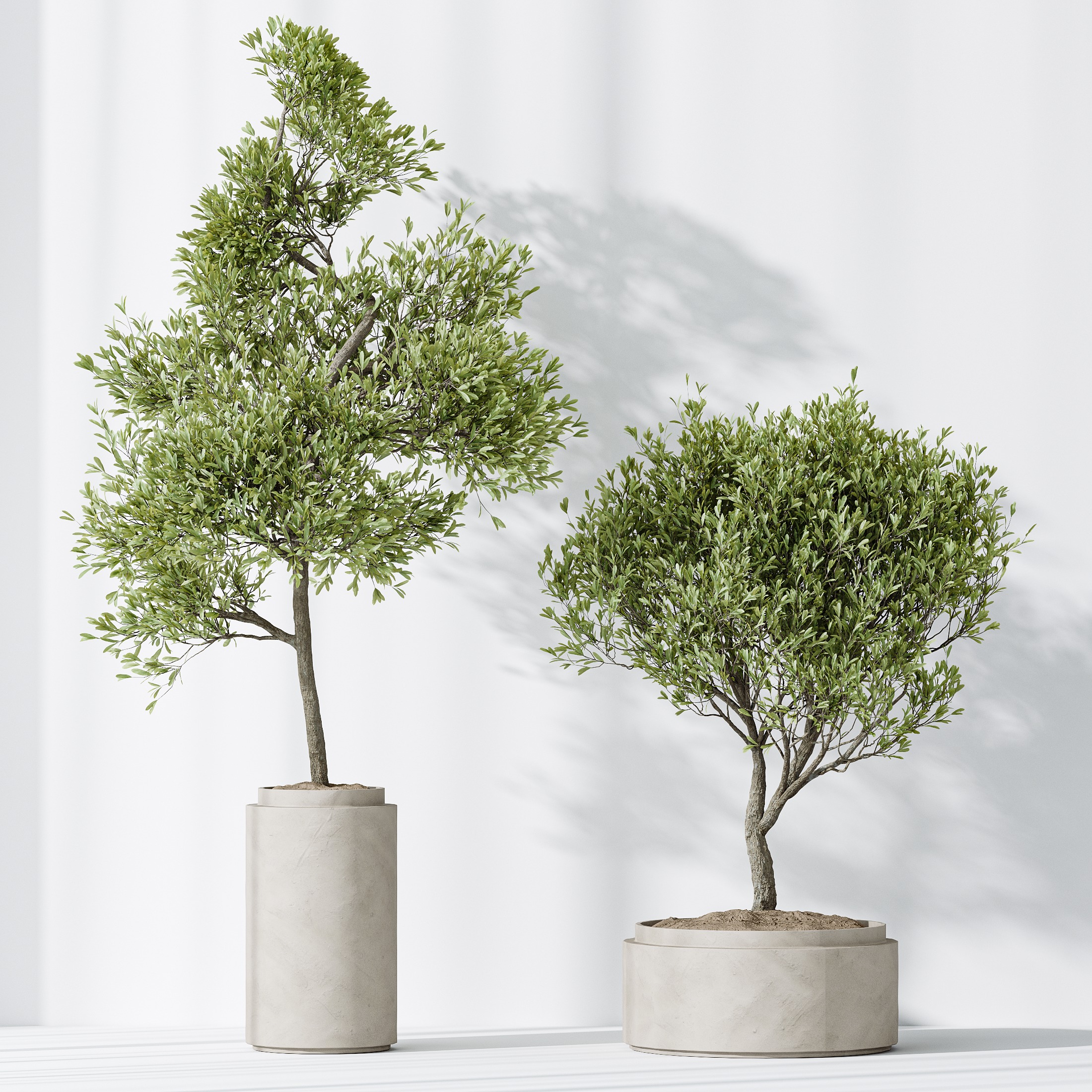 AV HousePlants Mission Kalamata Leccino Arbequina Olive Set43 3D model_3