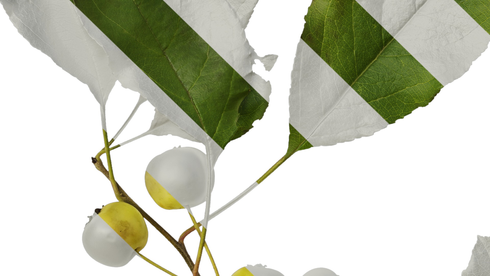 Anydrafts Malus spectabilis Atlas 02 Texture_3