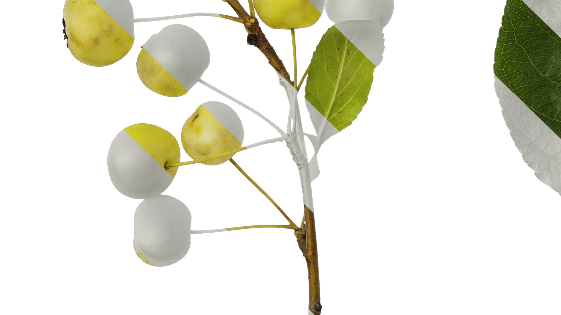 Anydrafts Malus spectabilis Atlas 02 Texture_5