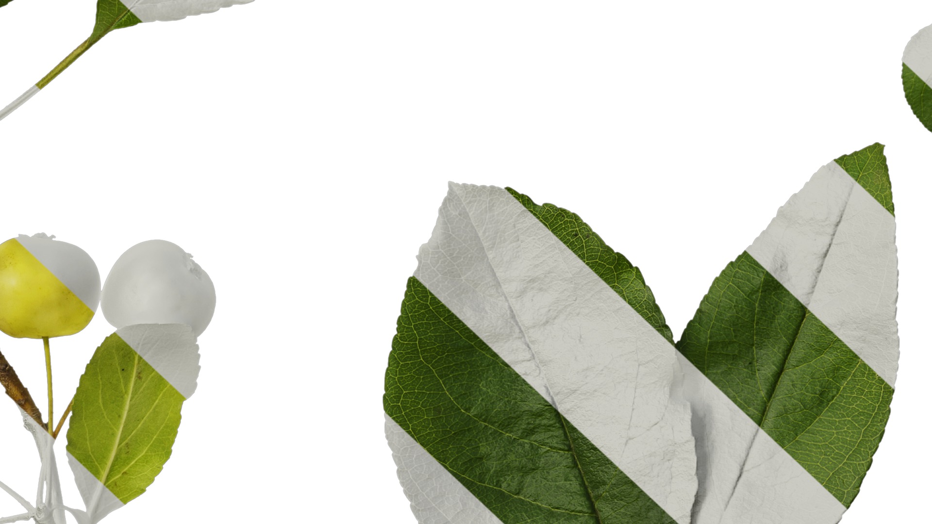 Anydrafts Malus spectabilis Atlas 02 Texture_7