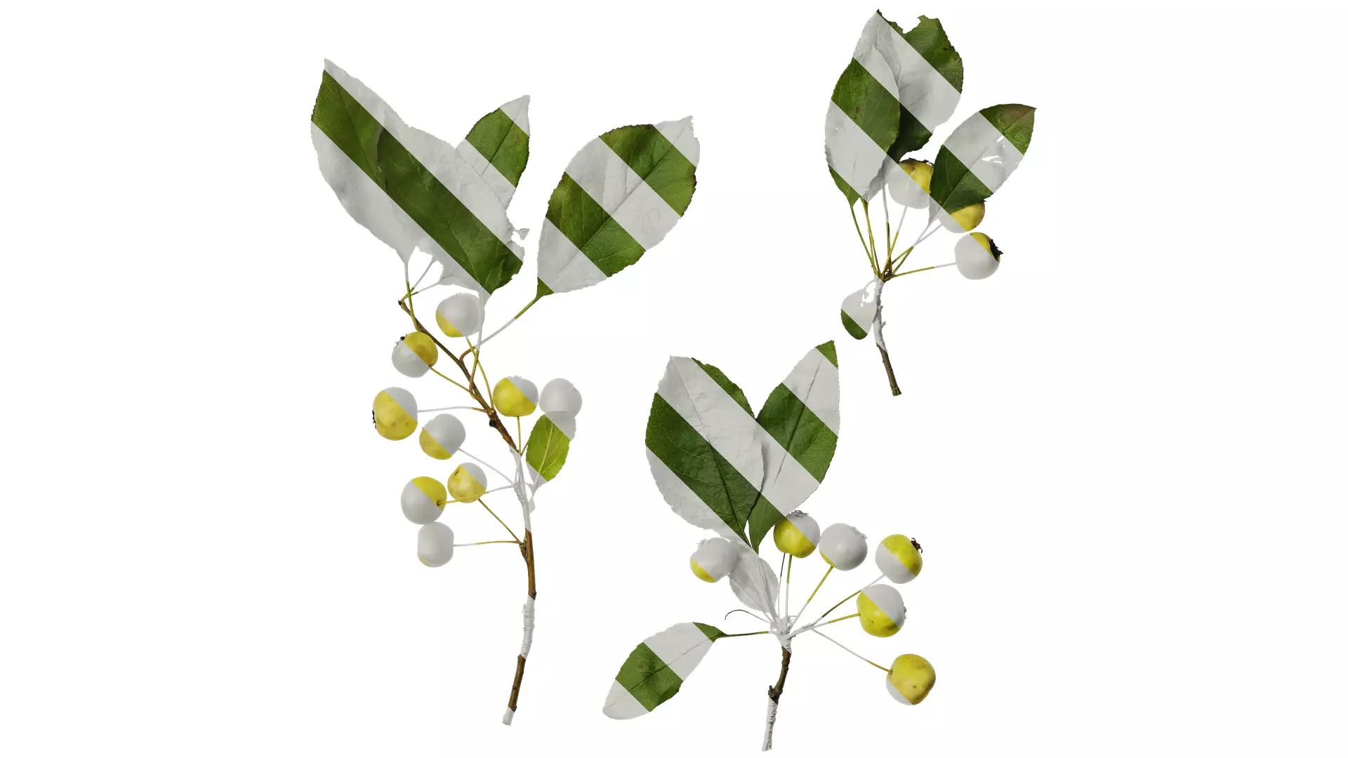 Anydrafts Malus spectabilis Atlas 02 Texture_0