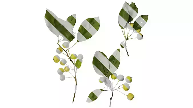 Anydrafts Malus spectabilis Atlas 02