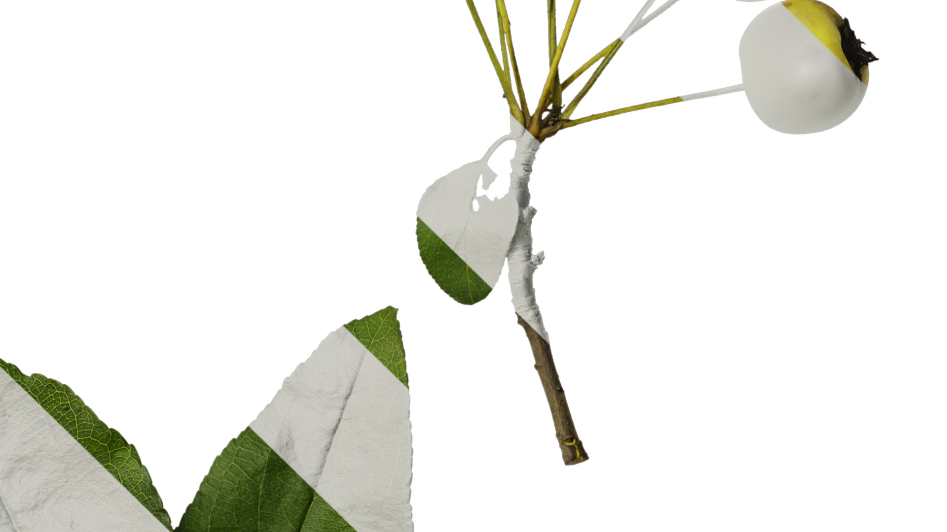 Anydrafts Malus spectabilis Atlas 02 Texture_4