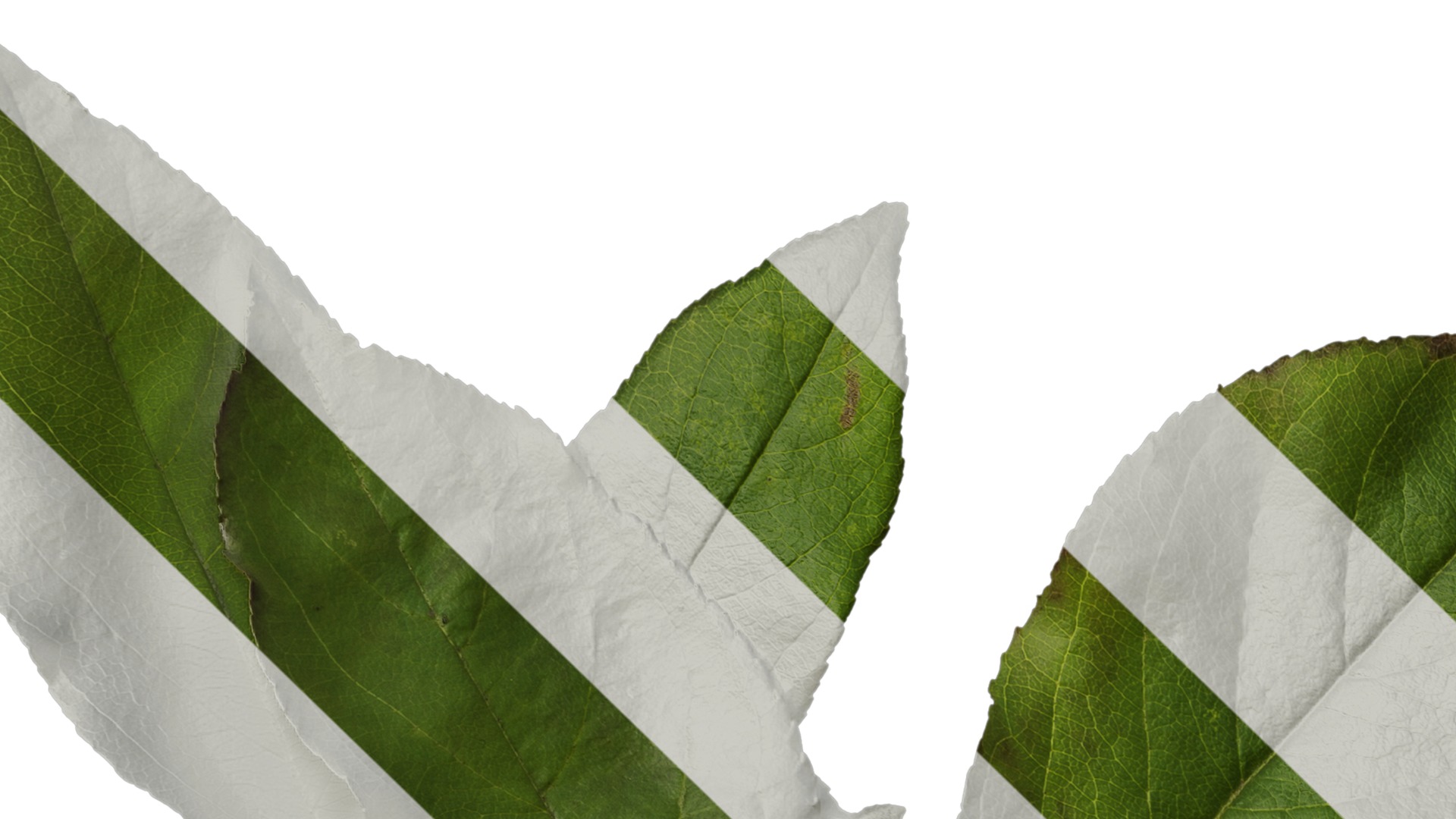 Anydrafts Malus spectabilis Atlas 02 Texture_1