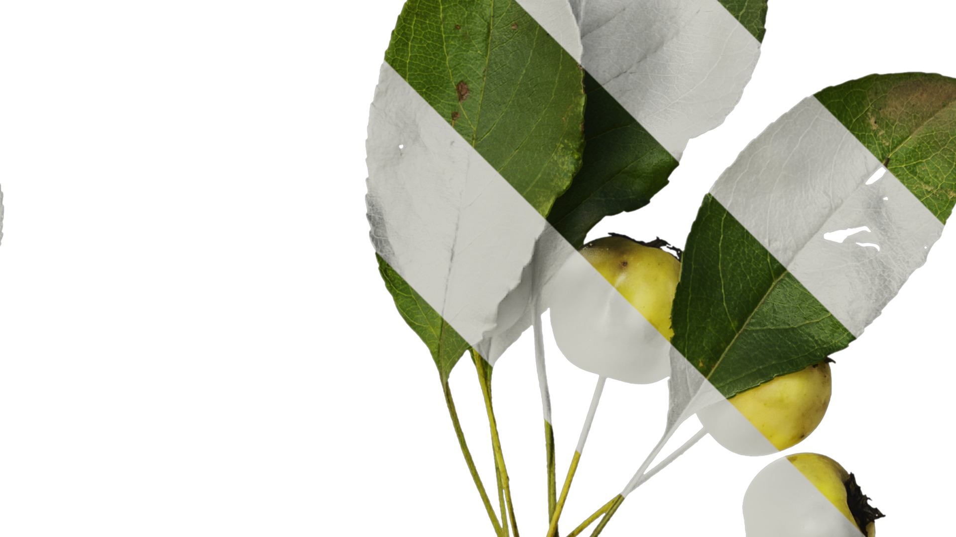 Anydrafts Malus spectabilis Atlas 02 Texture_2