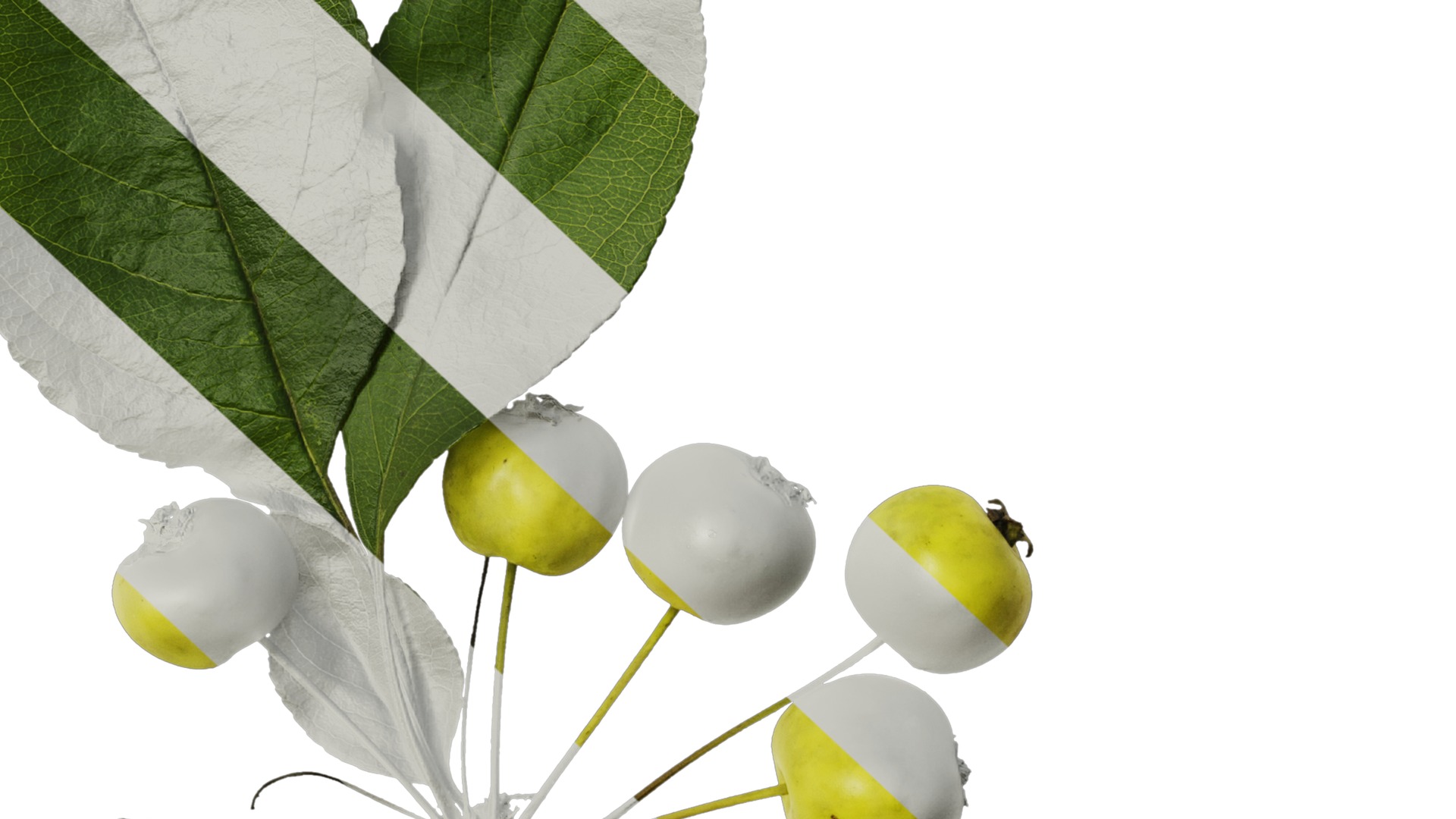 Anydrafts Malus spectabilis Atlas 02 Texture_6