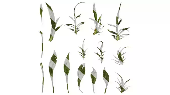 Anydrafts Scabiosa comosa Leaf 01