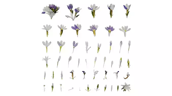 Anydrafts Scaevola aemula Atlas 01