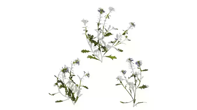 Anydrafts Scaevola aemula Atlas 02