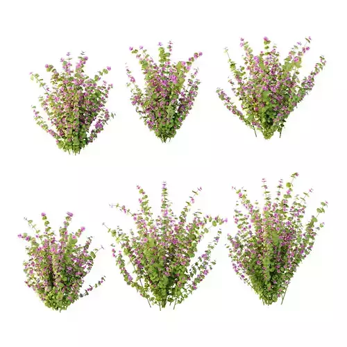 Lavatera Cachemiriana Plant 01