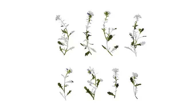 Anydrafts Scaevola aemula Atlas 03