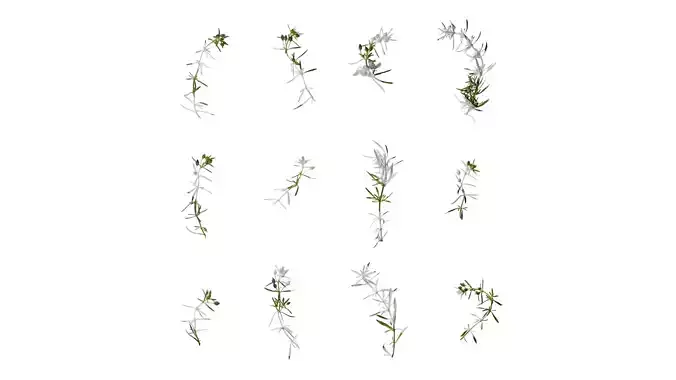 Anydrafts Scoparia melongolly blue Atlas 01