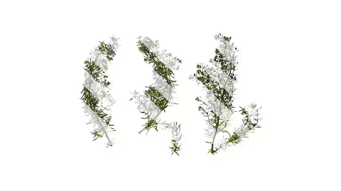 Anydrafts Scoparia melongolly blue Atlas 03