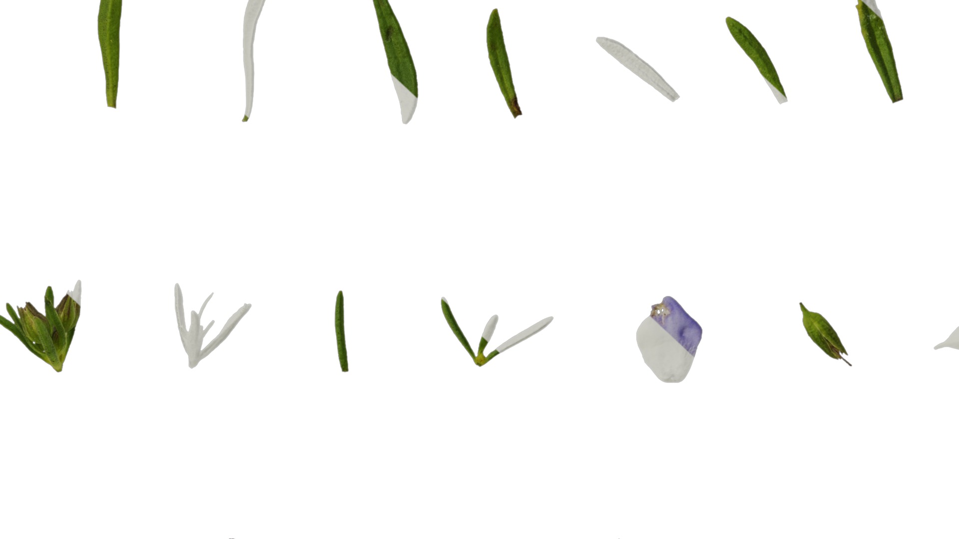 Anydrafts Scoparia melongolly blue Atlas 04 Texture_7