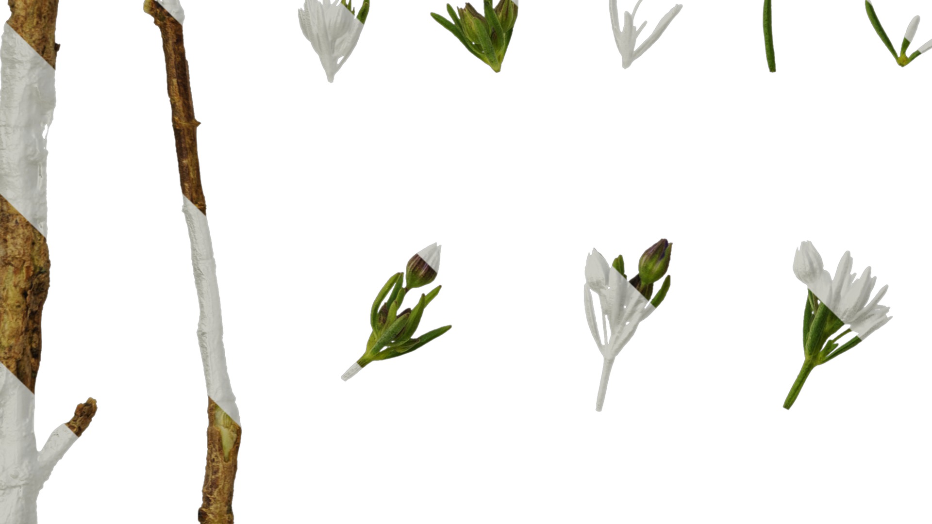 Anydrafts Scoparia melongolly blue Atlas 04 Texture_5