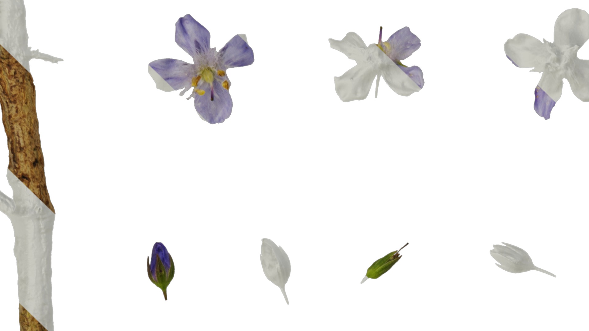 Anydrafts Scoparia melongolly blue Atlas 04 Texture_1