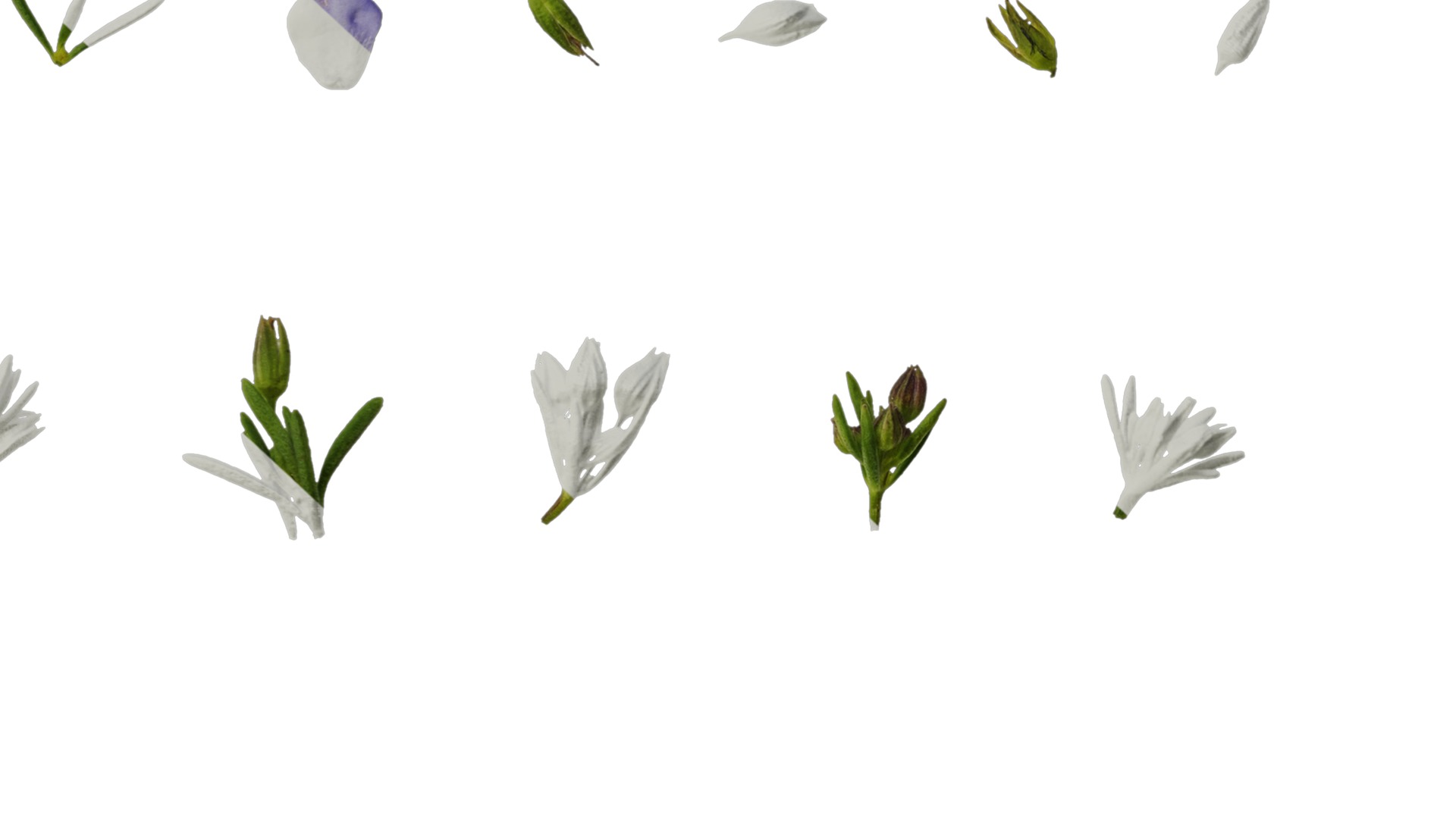 Anydrafts Scoparia melongolly blue Atlas 04 Texture_6