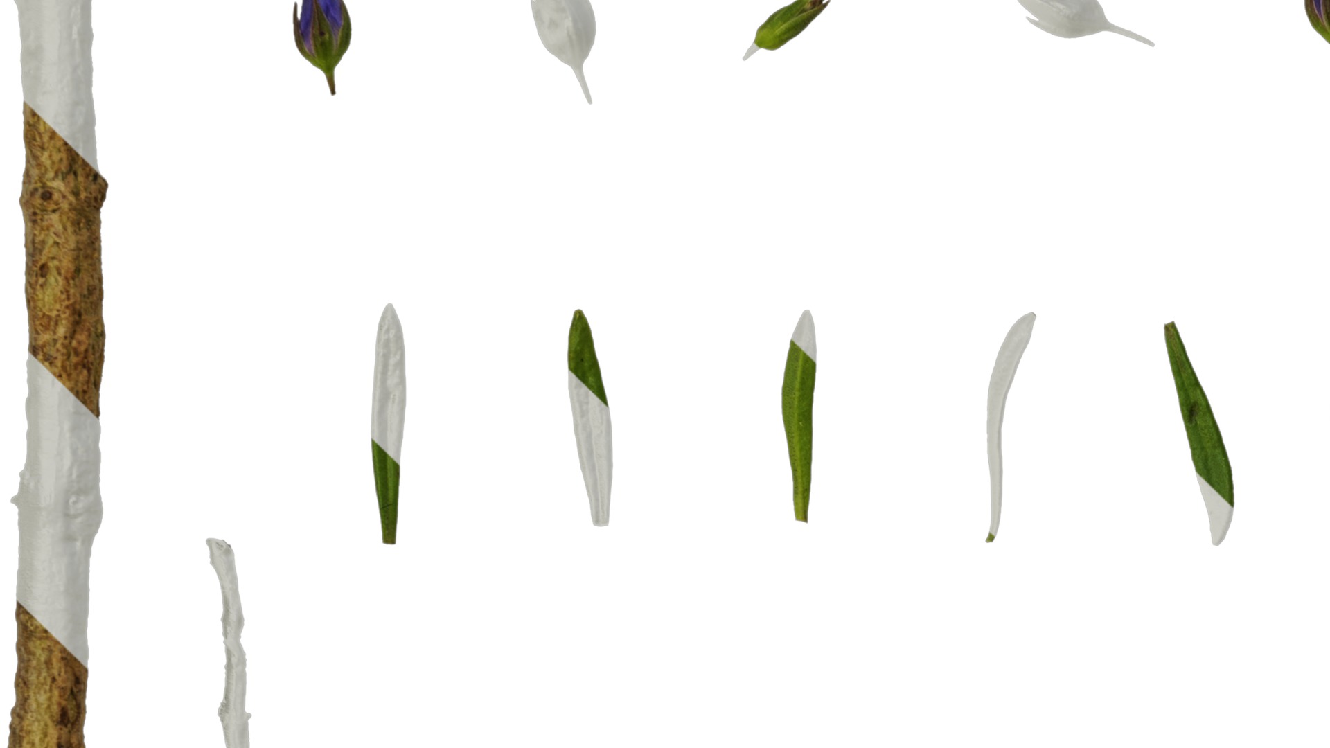 Anydrafts Scoparia melongolly blue Atlas 04 Texture_3