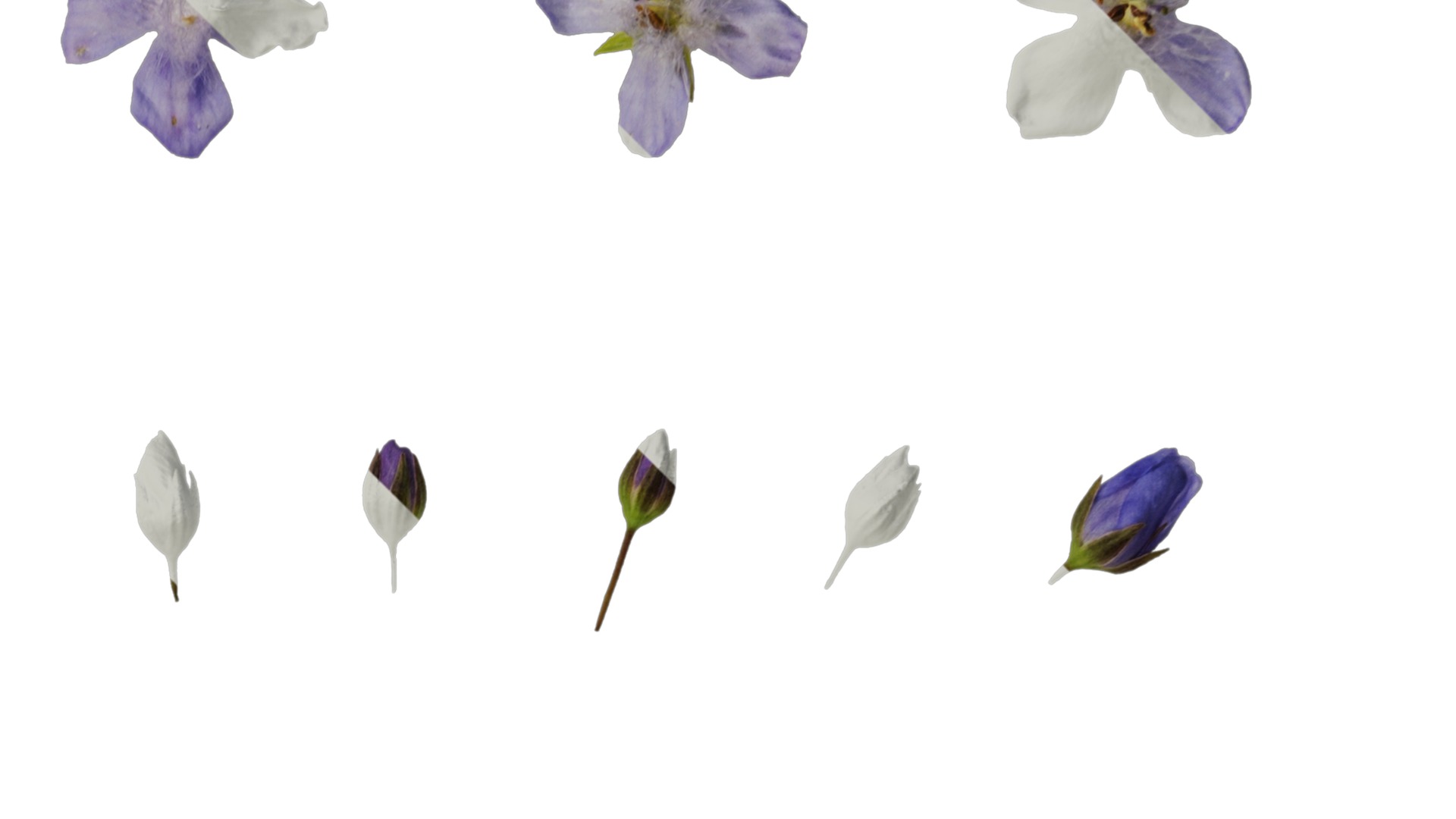 Anydrafts Scoparia melongolly blue Atlas 04 Texture_2