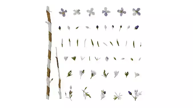 Anydrafts Scoparia melongolly blue Atlas 04