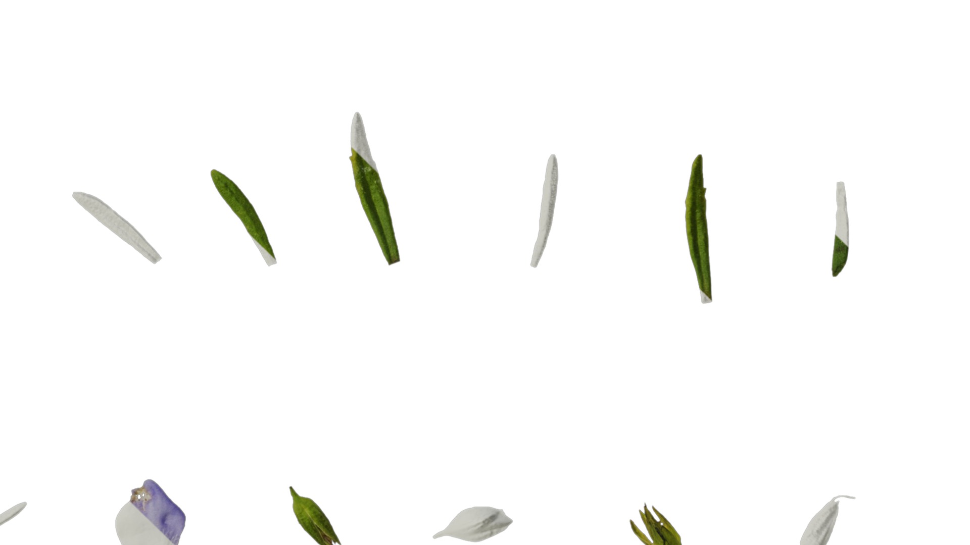 Anydrafts Scoparia melongolly blue Atlas 04 Texture_4