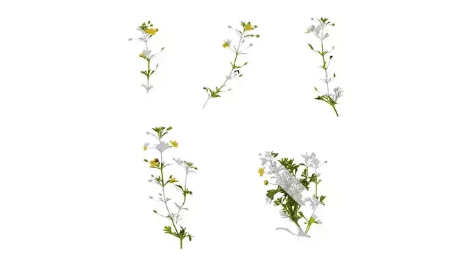 Anydrafts Scoparia melongolly yellow Atlas 01