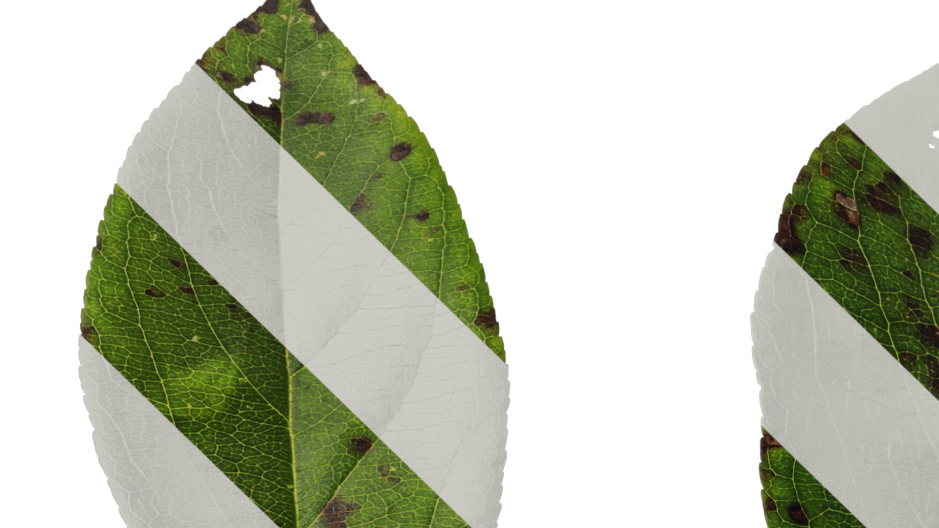 Anydrafts Malus spectabilis Leaf 01 Texture_1