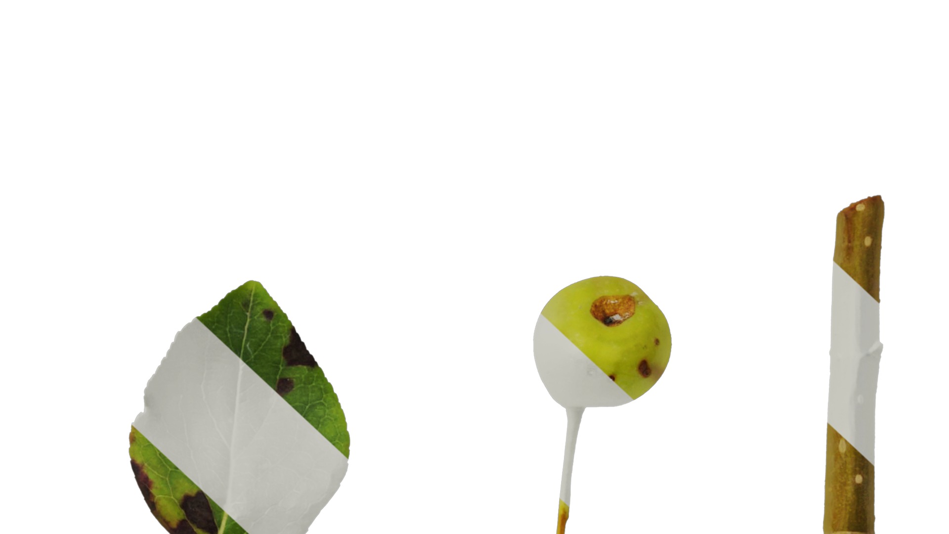 Anydrafts Malus spectabilis Leaf 01 Texture_6