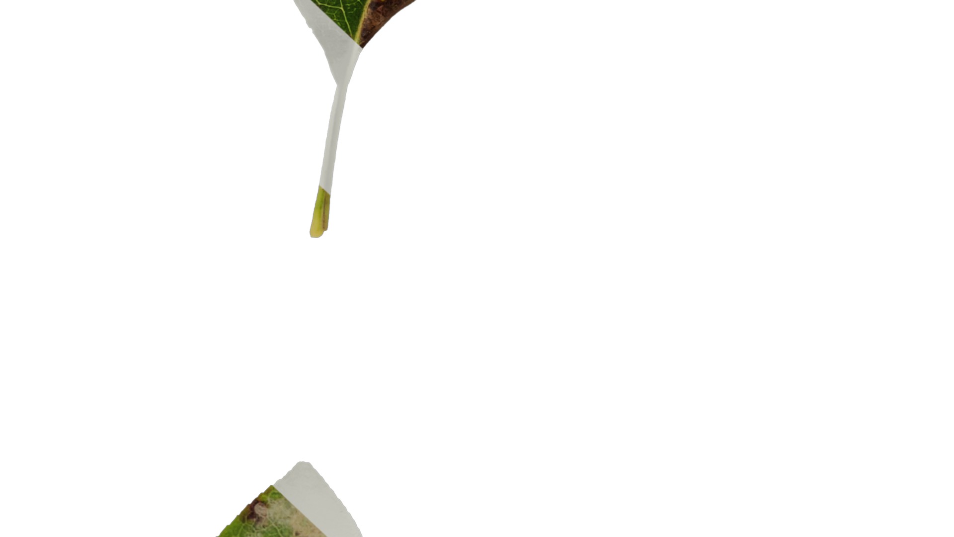 Anydrafts Malus spectabilis Leaf 01 Texture_7