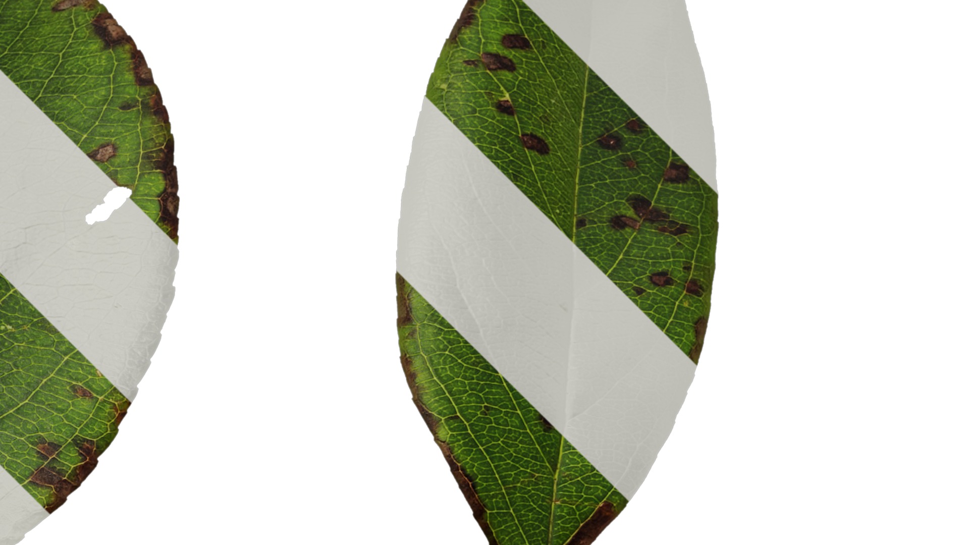 Anydrafts Malus spectabilis Leaf 01 Texture_2