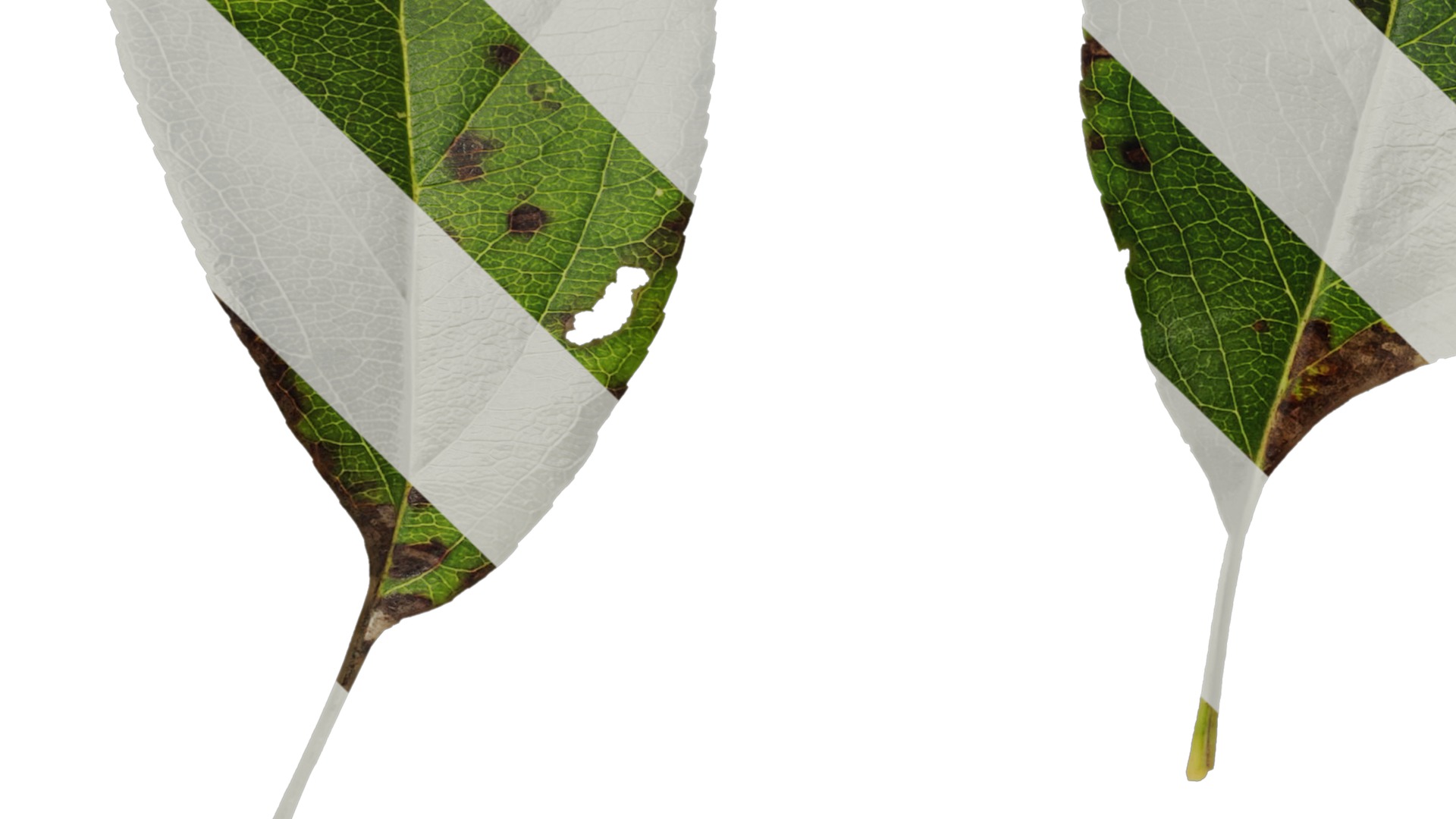 Anydrafts Malus spectabilis Leaf 01 Texture_3