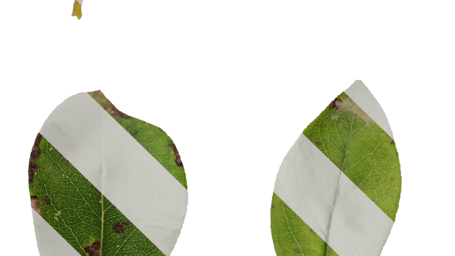 Anydrafts Malus spectabilis Leaf 01 Texture_5